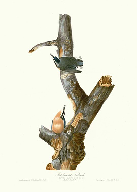 Red breasted Nuthatch