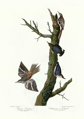 I Brown Creeper Cali