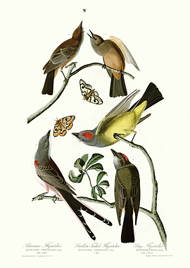 I Arkansaw Flycatcher