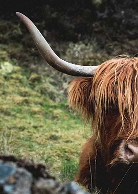 Highland cattle