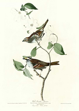 White throated Sparrow