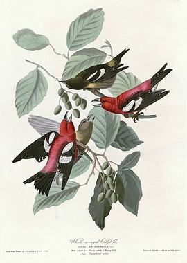 White winged Crossbill