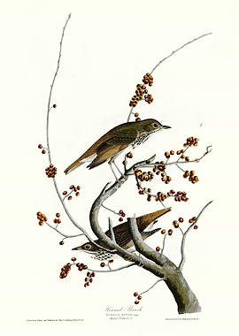 Hermit Thrush