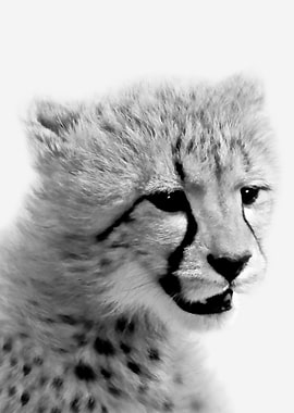 Cheetah cub