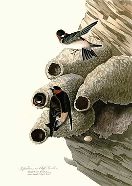 Republican or Cliff Swall