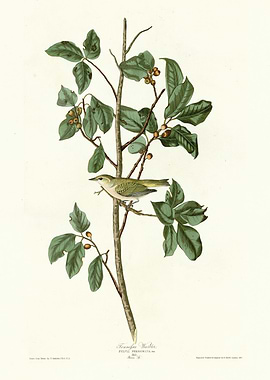 Tennessee Warbler