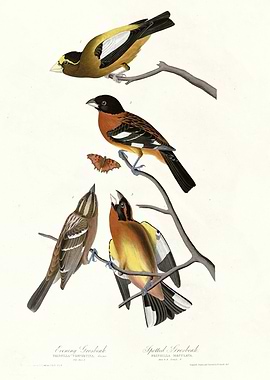 I Lark Finch Prairie