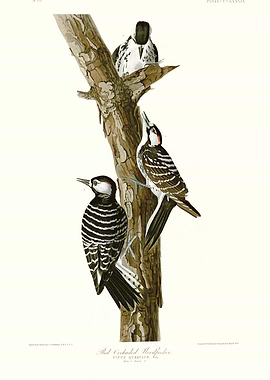 Red Cockaded Woodpecker