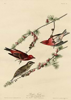Purple Finch