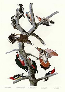 I Hairy Woodpecker R