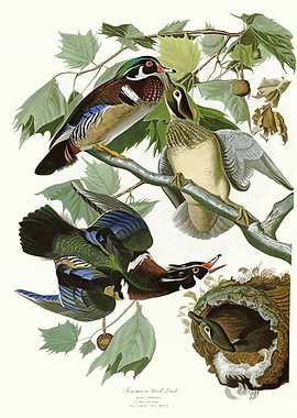 Summer or Wood Duck