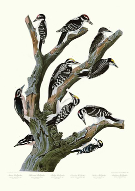 I Marias Woodpecker