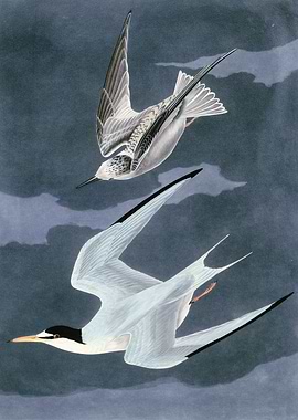 Lesser Tern