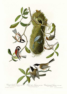 I Chesnut backed Titmous