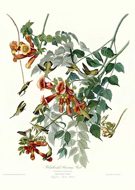 Ruby throated Humming Bir