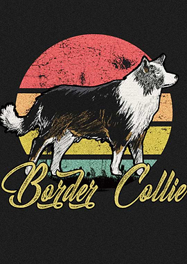 Border Collie 1