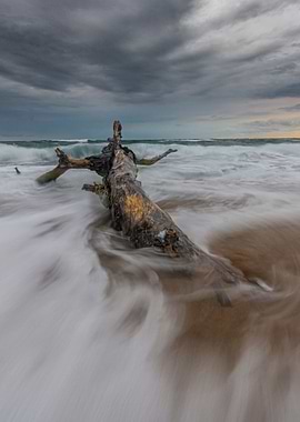 Lonely tree on the beach