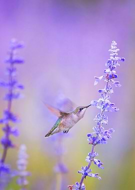 Hummingbird