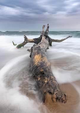 Lonely tree on the beach