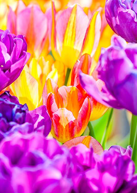Tulips Color Gala