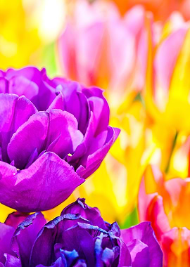 Tulips Color Gala