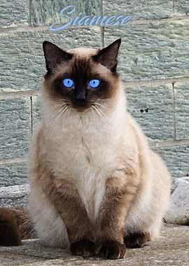 Siamese cat