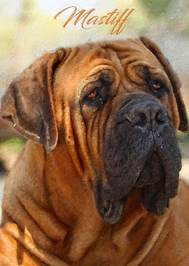Mastiff