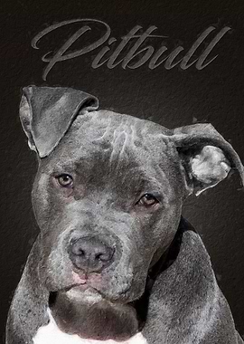 Pitbull dog