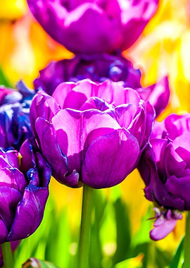 Tulips Color Gala