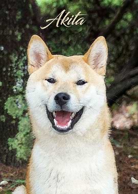 Akita dog