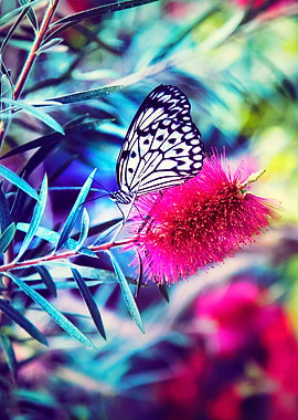 butterfly