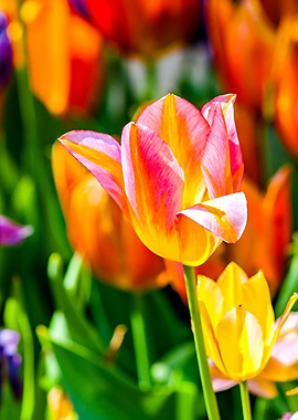 Tulips Color Gala