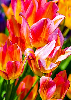 Tulips Color Gala