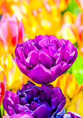 Tulips Color Gala