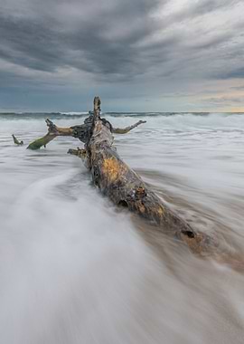 Lonely tree on the beach
