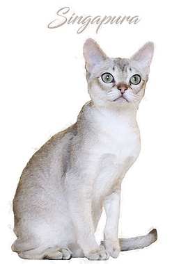 Singapura Cat