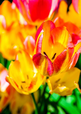 Tulips Color Gala