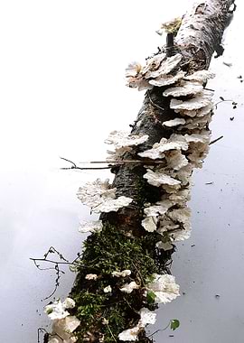 forest mushrooms with moss