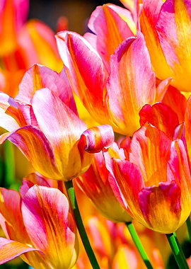 Tulips Color Gala