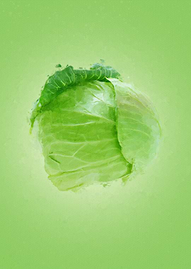Cabbage
