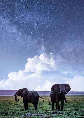 Elephant And Milky Way