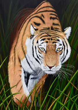 Tiger in the Grass