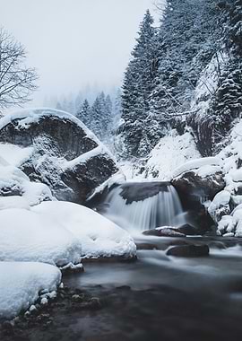 White Snow Black Forest