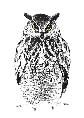 Ink Owl