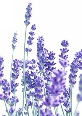 Fresh Lavender 1