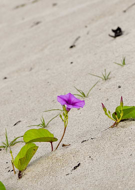 Morning Glory Flower