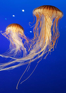 Medusas by day