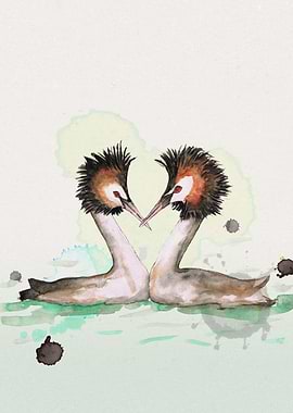 Two great crested grebes