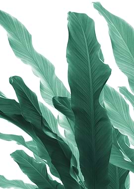 Banana Leaves Jungle 5