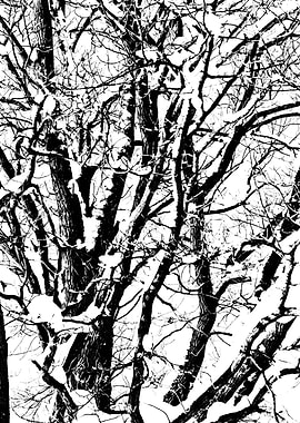 Oak Tree In Winter Right